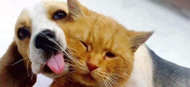 Cani e gatti