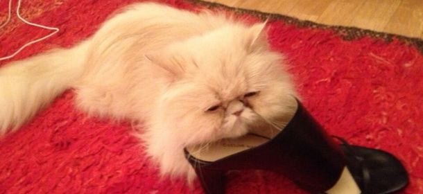 I gatti annusano le scarpe