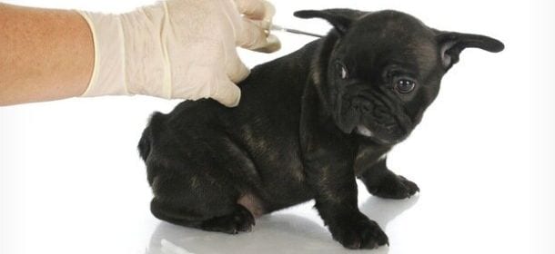 Microchip