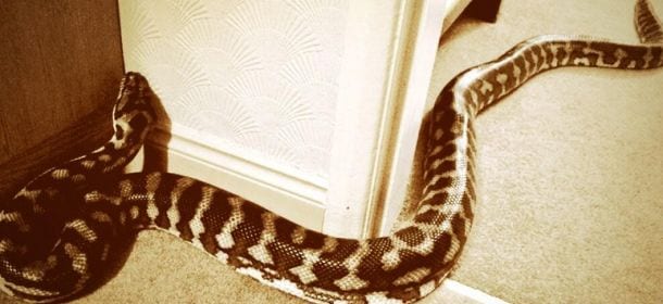 Serpente domestico