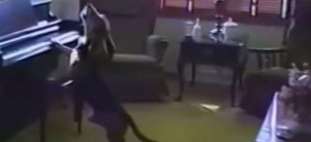 Il basset hound musicista: "canta" e suona il pianoforte [VIDEO]