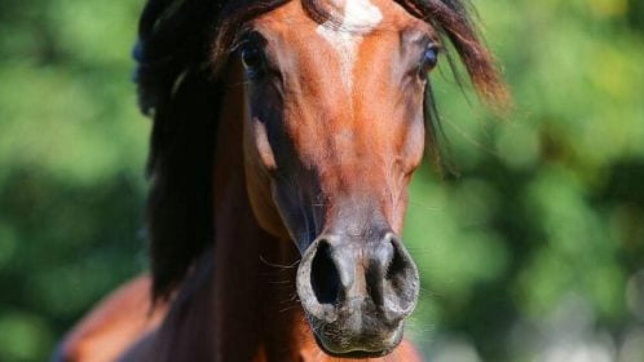 Purosangue arabo caratteristiche e prezzi del cavallo più bello del mondo  VIDEO foto