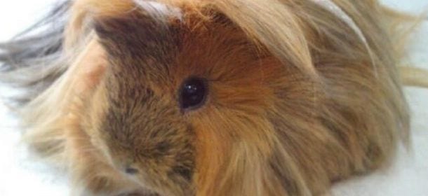 Cavia peruviana