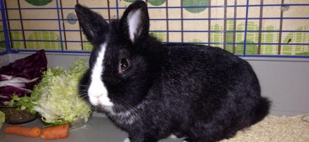 Il coniglio: perché sceglierlo come animale domestico?