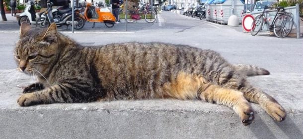 Gatto