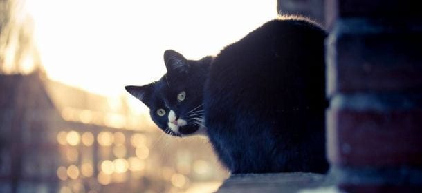 Superstizioni: il gatto nero porta sfortuna?