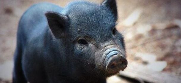 Maialino vietnamita