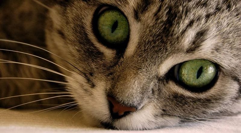 Ecco perché gli occhi dei gatti si illuminano di notte