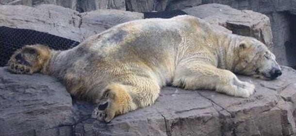 L'orso Arturo condannato a morte: la petizione in Rete lo salverà? [VIDEO]