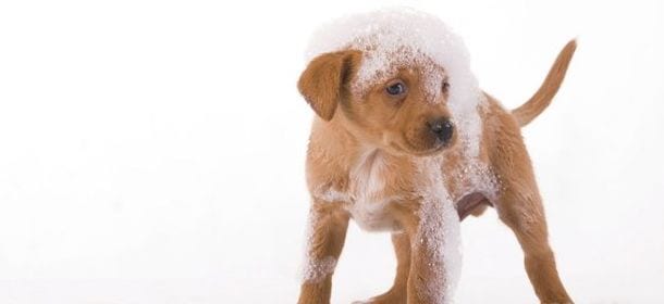 Shampoo cani