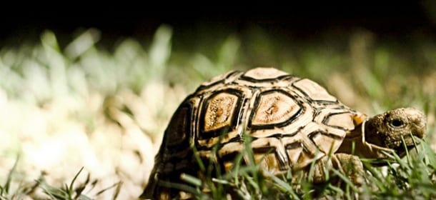 Adottare una tartaruga di terra. Come e dove farla crescere