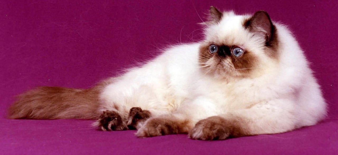 Gatto Hamalaya