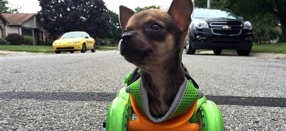 Chihuahua disabile torna a muoversi grazie alla stampa in 3-D di una “sedia a rotelle” personalizzata
