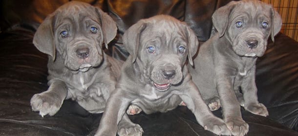 Il Mastino Napoletano
