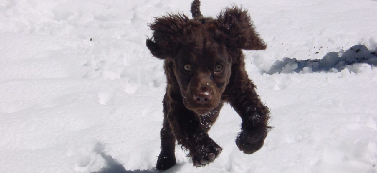 American Water Spaniel