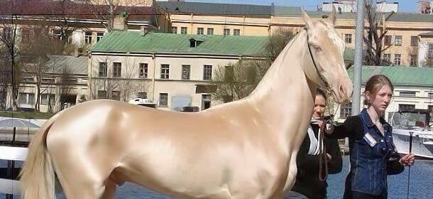 Akhal-Teke: il cavallo dorato o levriero del deserto