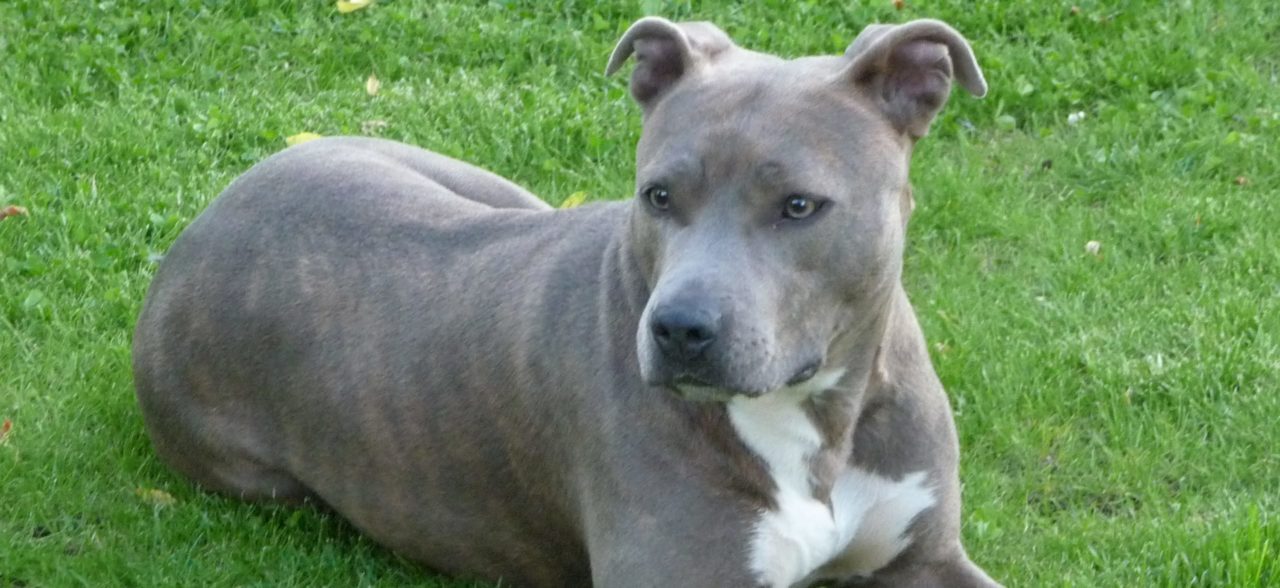American_Staffordshire_Terrier(Cleo)