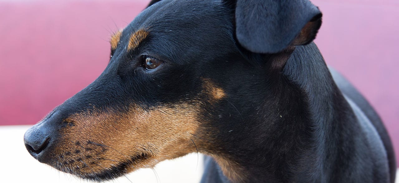 Manchester Terrier