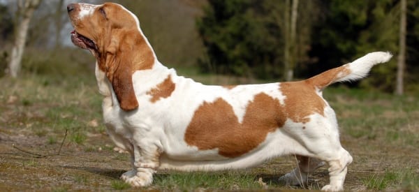 Basset-Hound