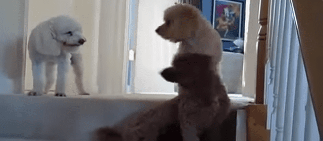 Il cane colpevole