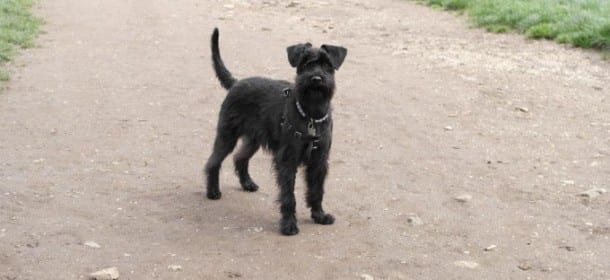Schnauzer nano,Zwergschnauzer, razze canine, cane da appartamento, cane da compagna