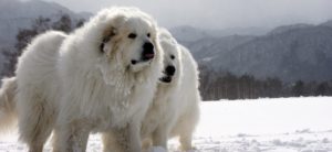 Cane da Montagna dei Pirenei