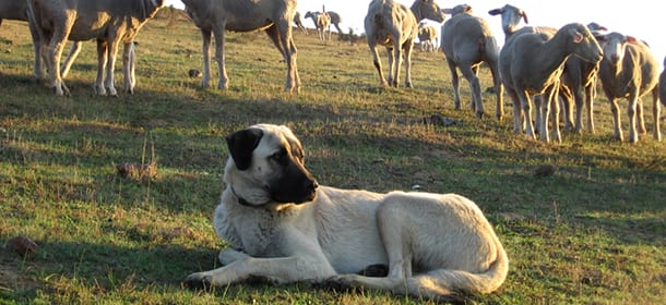 Il Cane da Pastore dell'Anatolia