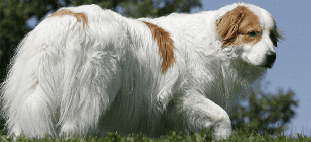 Cane da Montagna dei Pirenei o Great Pyrenees