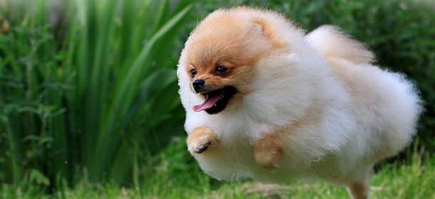 Pomerania