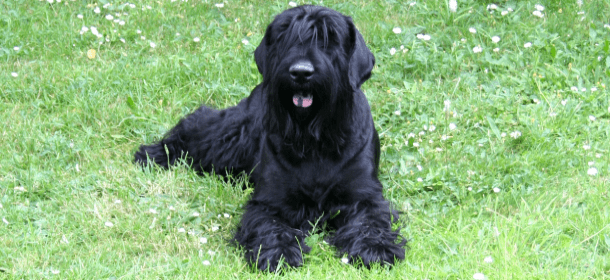 Terrier Nero Russo o Tchiorny Terrier