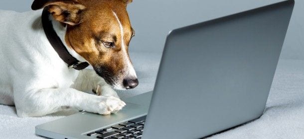 TripAdvisor per i proprietari di cani: arriva dall'Inghilterra eDogAdvisor