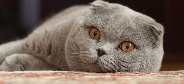 Scottish Fold