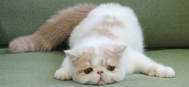 Exotic Shorthair
