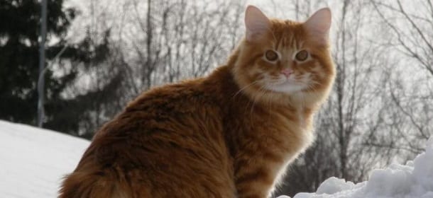 Kurilian bobtail