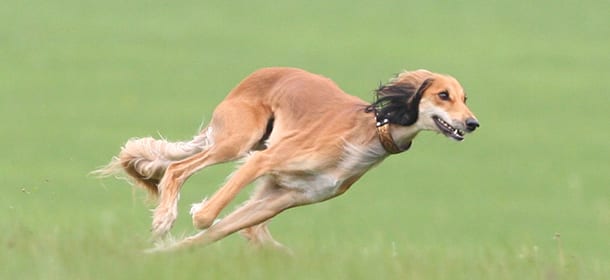 Saluki