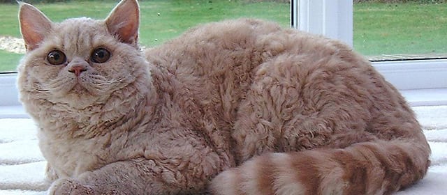 Selkirk Rex Shorthair