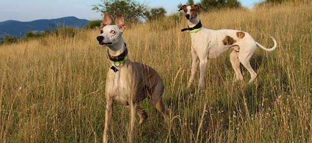 Whippet