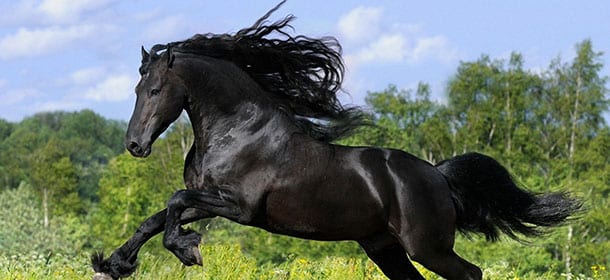 Cavallo Andaluso