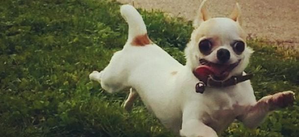 Fedez e il chihuahua Gué: "E' il cane più simpatico che abbia mai conosciuto..."