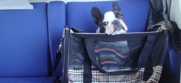 In treno con il pet. Nell'estate 2014 più di 60mila animali a bordo