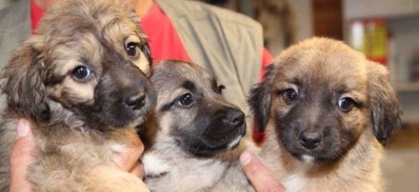 Meno cani abbandonati durante l'estate 2014: merito delle strutture dog-friendly?