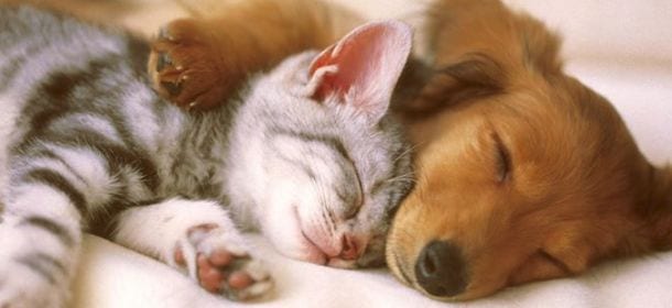 Gatti domestici stressati? La colpa è dei padroni che li trattano come cani