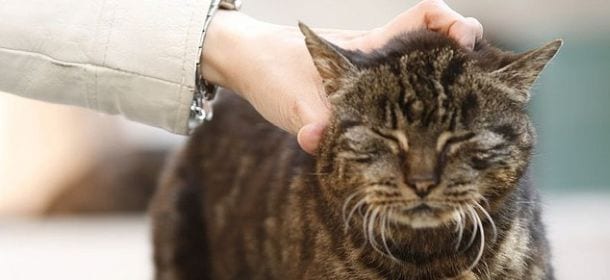 Perché i gatti fanno le fusa? Come e cosa vogliono comunicare