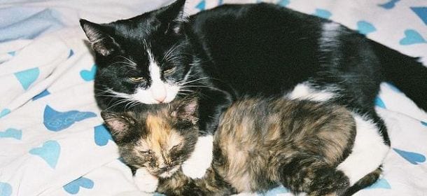 Problemi di coppia? Il gatto aiuta a risolverli