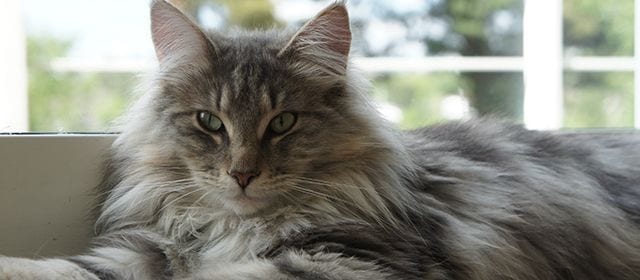 Gatto Norvegese delle Foreste: il protagonista delle storie per bambini