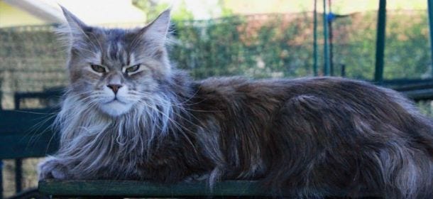Maine Coon, il "Gatto Gigante" con la coda da procione