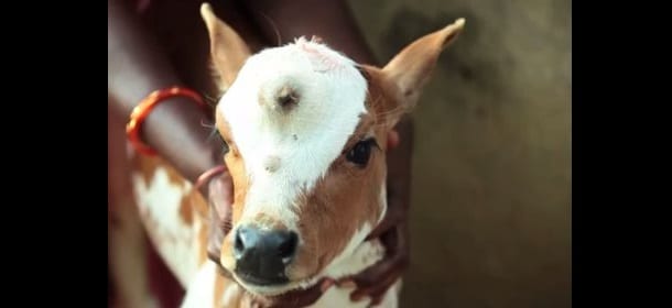 Mucca con tre occhi: in India adorata come Shiva [VIDEO]