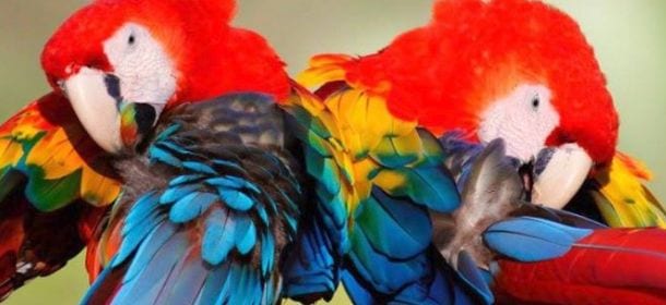 Pappagalli da compagnia: come prendersi cura di questi colorati animaletti