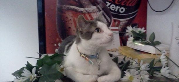 A Roma il Romeow Cat Bistrot: anche i mici avranno il loro bar