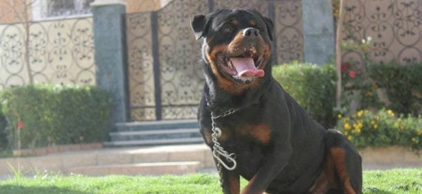 Rottweiler: altro che "killer", un cane per tutta la famiglia